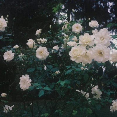 白灏宇：花朵风景头像     你主动找我不行吗？