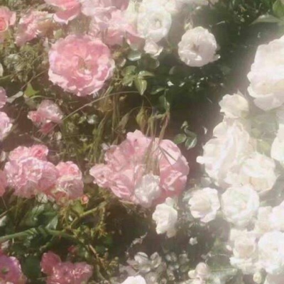 白灏宇：花朵风景头像     你主动找我不行吗？