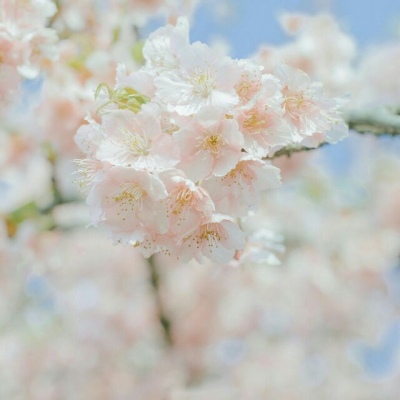白灏宇：花朵风景头像     你主动找我不行吗？