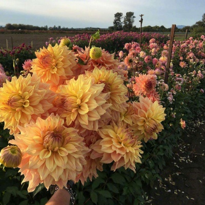 白灏宇：花朵风景头像     你主动找我不行吗？