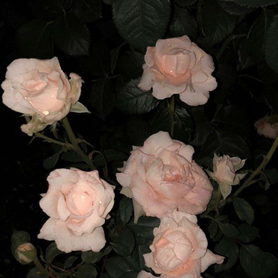 白灏宇：花朵风景头像     你主动找我不行吗？