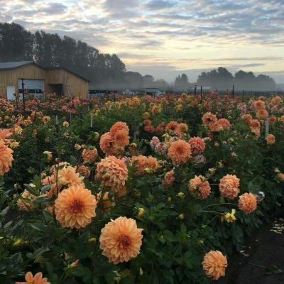 白灏宇：花朵风景头像     你主动找我不行吗？