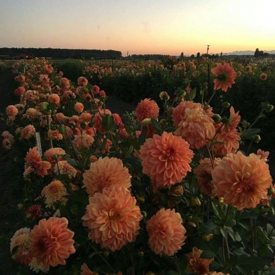 白灏宇：花朵风景头像     你主动找我不行吗？