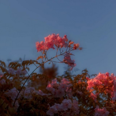 白灏宇：花朵风景头像     你主动找我不行吗？