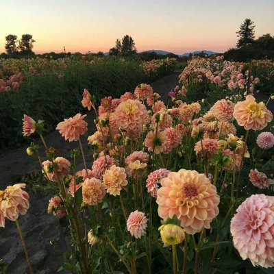 白灏宇：花朵风景头像     你主动找我不行吗？