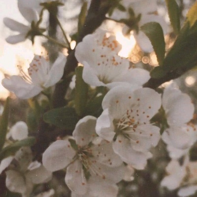 白灏宇：花朵风景头像     你主动找我不行吗？