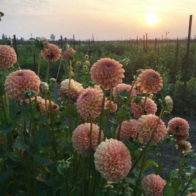 白灏宇：花朵风景头像     你主动找我不行吗？