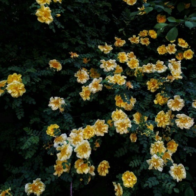 白灏宇：花朵风景头像     你主动找我不行吗？