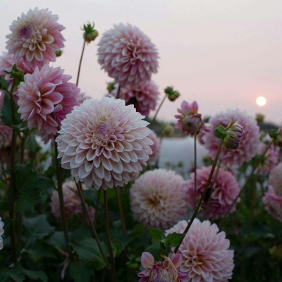 白灏宇：花朵风景头像     你主动找我不行吗？