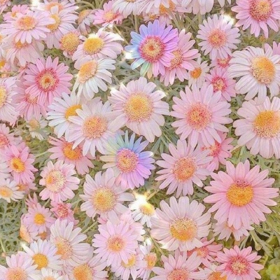 皆甜:花朵