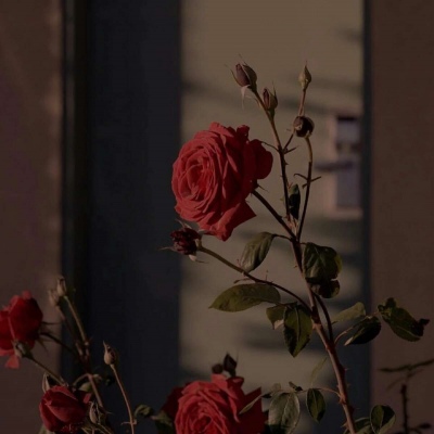 皆甜:花朵