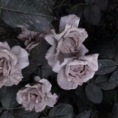 皆甜:花朵