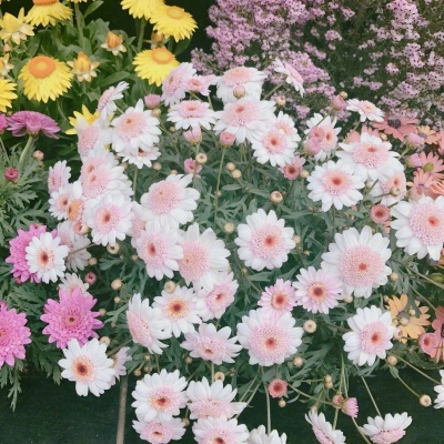 皆甜:花朵