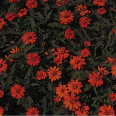 皆甜:花朵