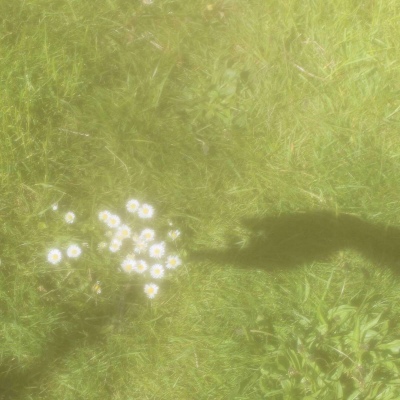 皆甜:花朵