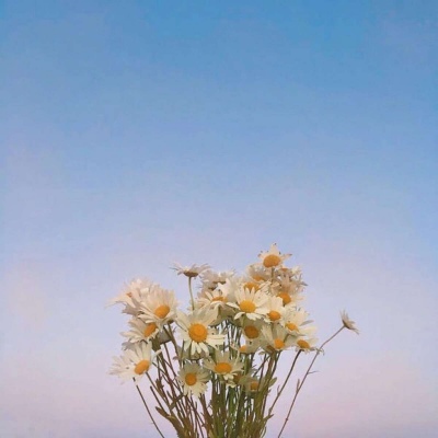 皆甜:花朵