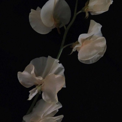 皆甜:花朵