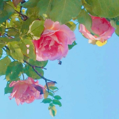 皆甜:花朵