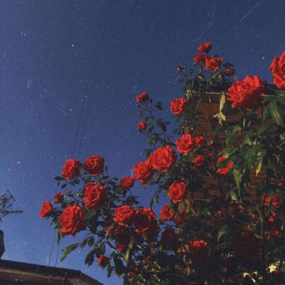 皆甜:花朵