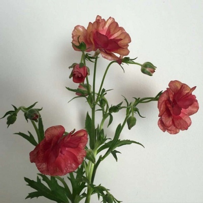 皆甜:花朵