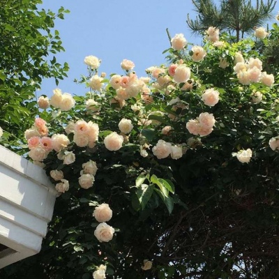 皆甜:花朵