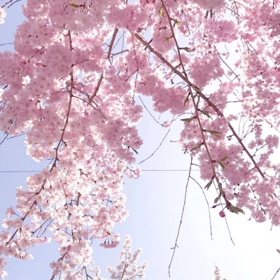 皆甜:花朵