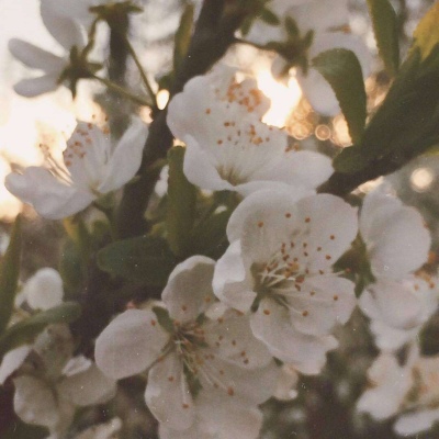 皆甜:花朵