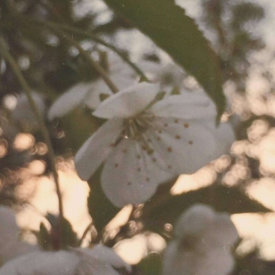 皆甜:花朵