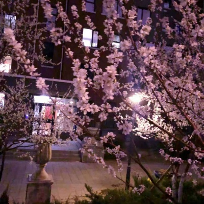 皆甜:花朵
