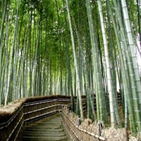 羰