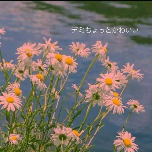 夏子衿/ins新颖潮流背景图