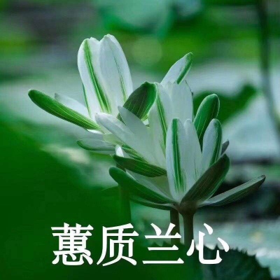 巫婆/红红火火 心平气和 好运莲莲