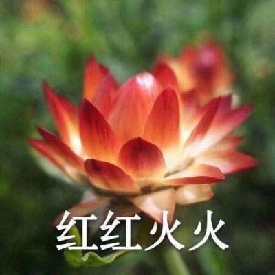 巫婆/红红火火 心平气和 好运莲莲