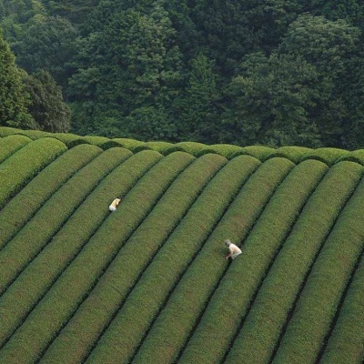夏天的味道（绿色系头像 背景图）