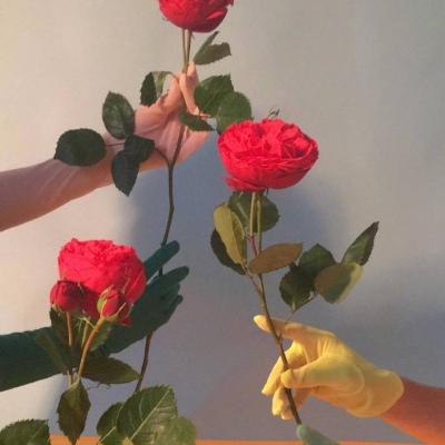 少女与花  念七