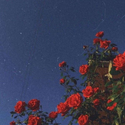 花 背景图