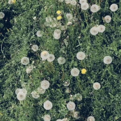 花 背景图