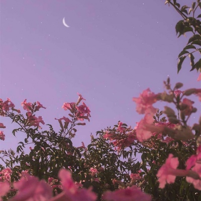 花 背景图