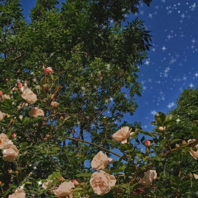 花 背景图