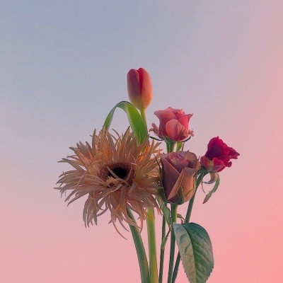 顧北/天空与花朵