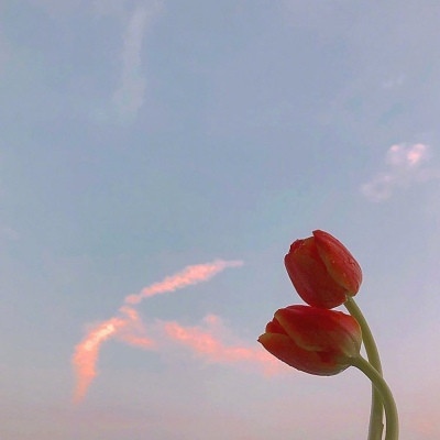 顧北/天空与花朵