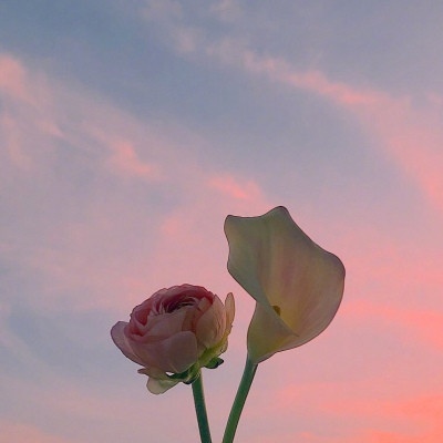 顧北/天空与花朵