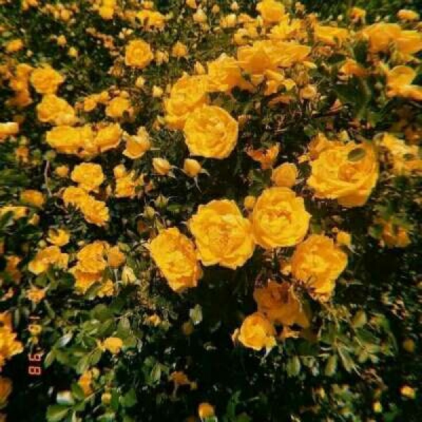 江奕/唯美浪漫黄色背景图/山河入梦 你入我心