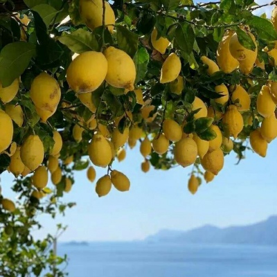 顾浔/柠檬夏日背景图：这种清爽的感觉 也就比西瓜差一点