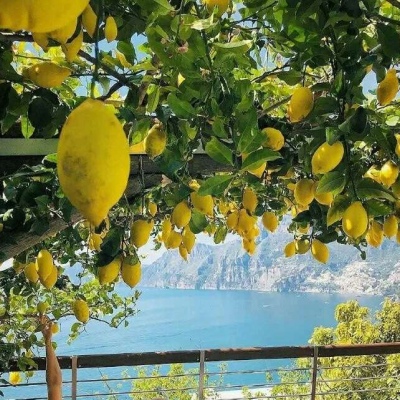 顾浔/柠檬夏日背景图：这种清爽的感觉 也就比西瓜差一点