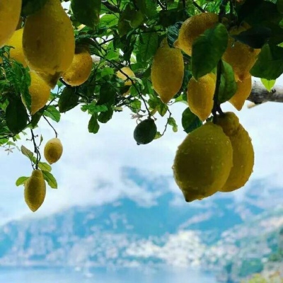 顾浔/柠檬夏日背景图：这种清爽的感觉 也就比西瓜差一点