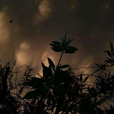 莫稚? 南风知我意，吹梦到西洲
