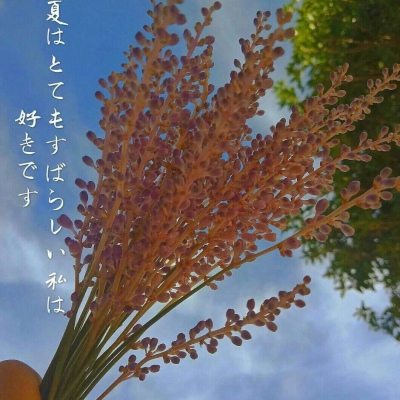 鹿十七/优质背景图/愿喜/常来/十七爱你ouo