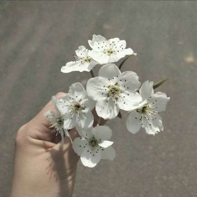 鹿十七/优质背景图/愿喜/常来/十七爱你ouo