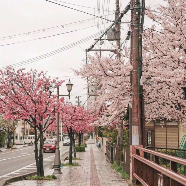清秋/唯美日本风情.有人终生怀念某一年夏天